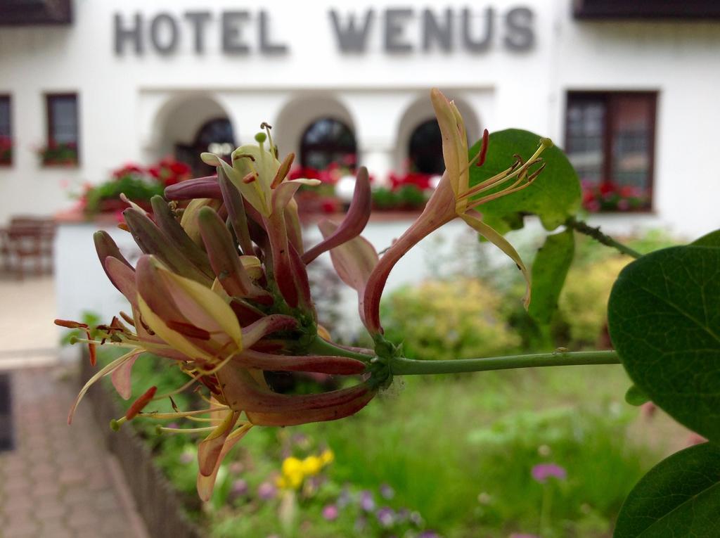 Hotel Wenus Казімеж-Дольний Екстер'єр фото